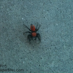 Red and black spider