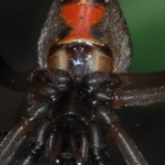 Brown Widow Spider