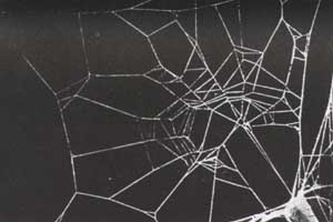 Caffeine Spider Web
