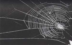Spider Web Hash