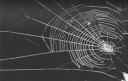 Spider Web Hash