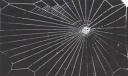 Spider Web LSD