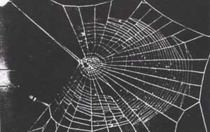 Mescaline Spider Web