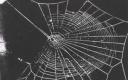 Mescaline Spider Web