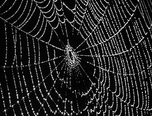 Spider Web