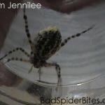 Black and yellow stripped spider