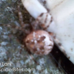 Orb Weaver