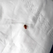 Adult bed bug shown crawling on a white napkin