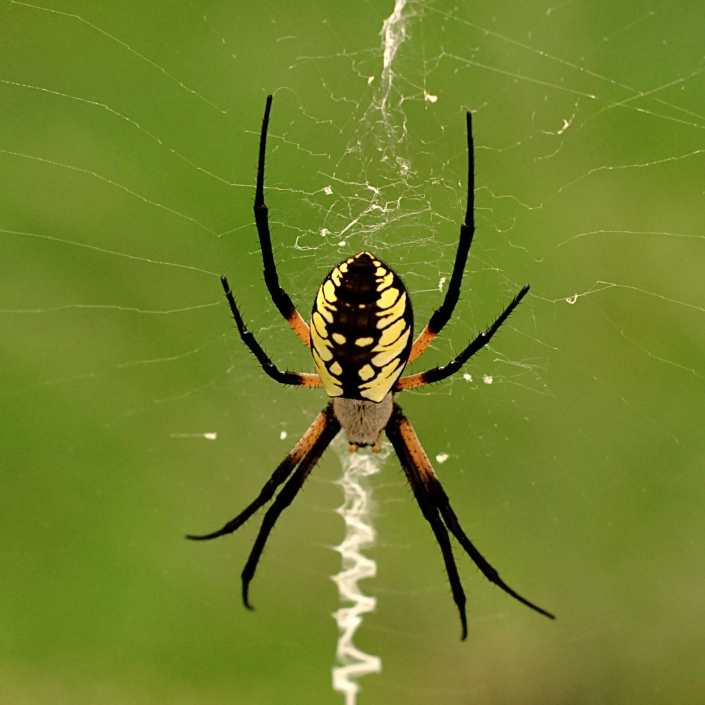 Amazing garden spider full of color in zig zag web.