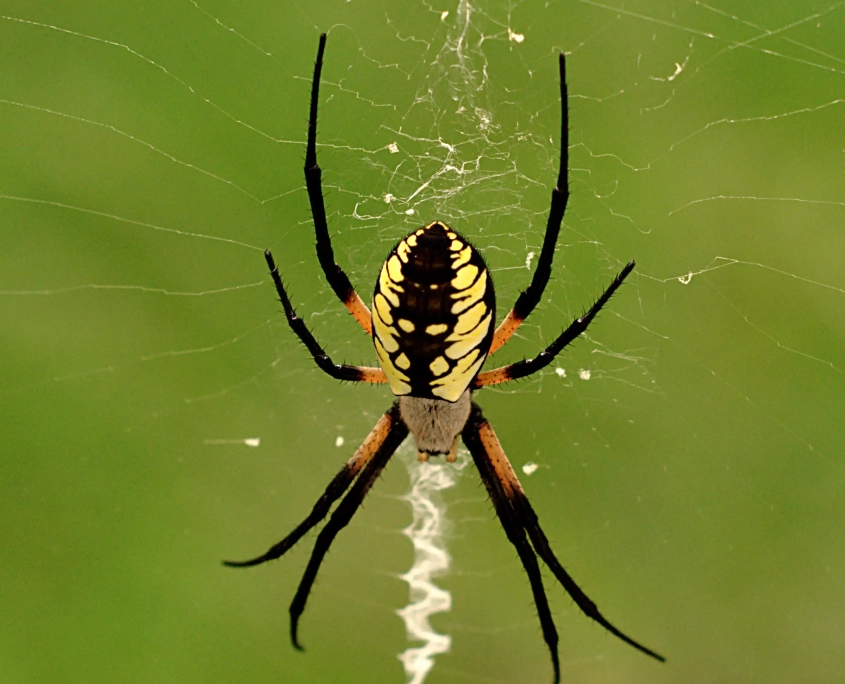 Amazing garden spider full of color in zig zag web.