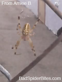 spider