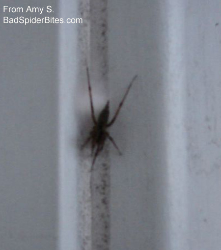 black spider on door molding