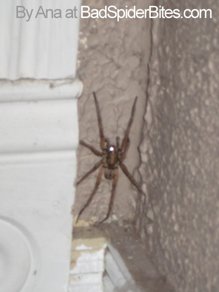 Ana Spider found in a corner.