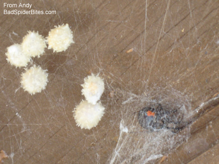 Spiky white eggs with spider