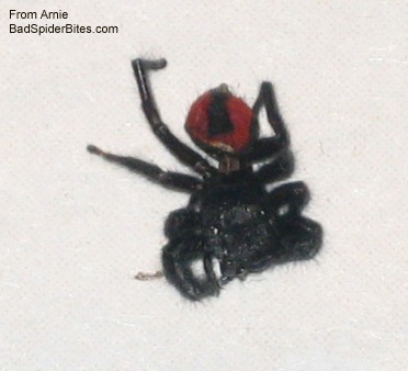 red and black spider