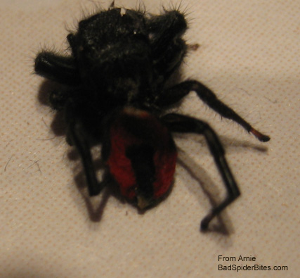 red and black spider