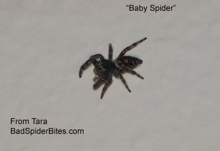 baby spider