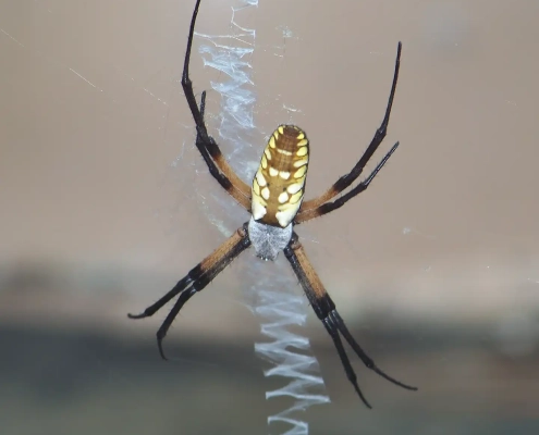 Banana spider in web with zig zag pattern, brown, black and yellow in color.