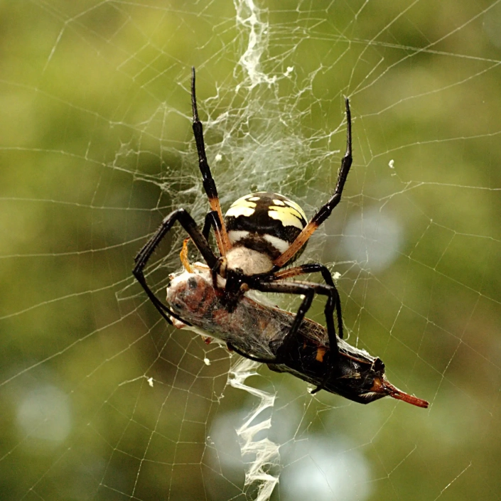 Banana spider in web with zig zag pattern and captured moth.