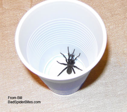 black spider in a cup