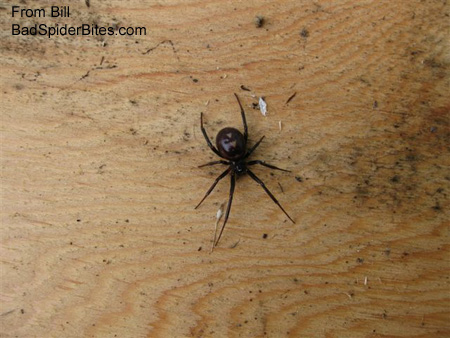 black spider with red marking