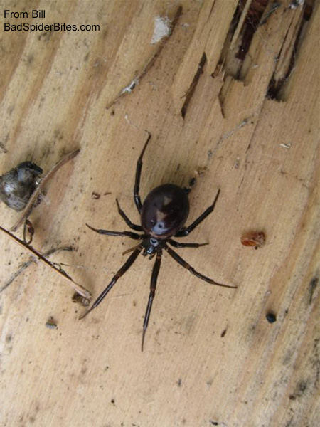 black spider with red marking