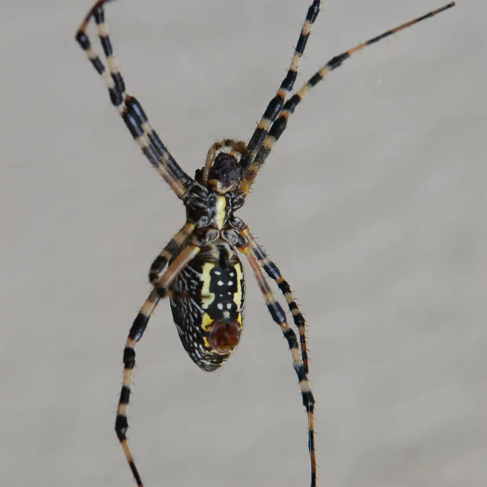 Black and yellow garden spider aka Argiope Aurantia showing its underside