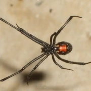 Black widow spider with red hourglass shown in web sideways