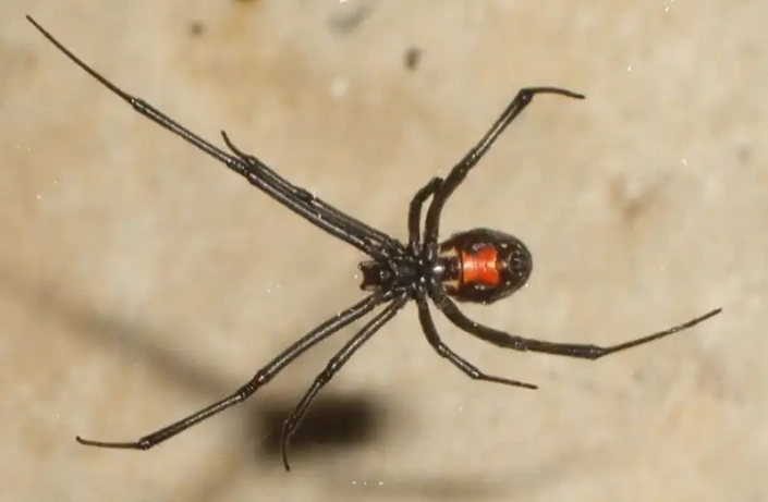 Black widow spider with red hourglass shown in web sideways.