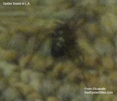 black spider found in L.A.