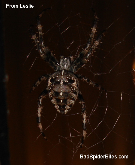 brooklyn spider 