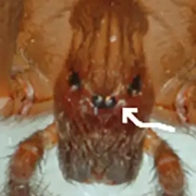 Brown recluse spider identification using head and eyes