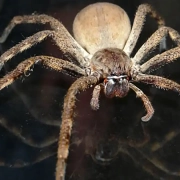Close-up of a brown spider on the hunt for prey.