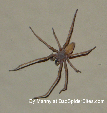 Brown spider found by Manny