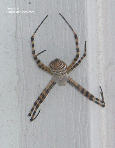 spider