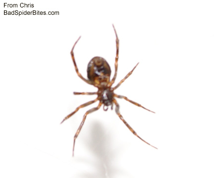 Brownish red spider