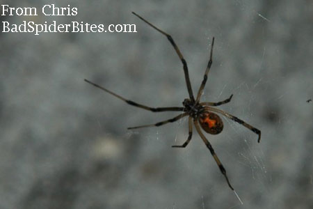 widow spider