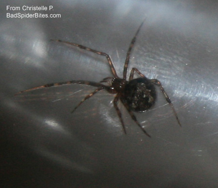 black-brown spider with yellow dot on stomach