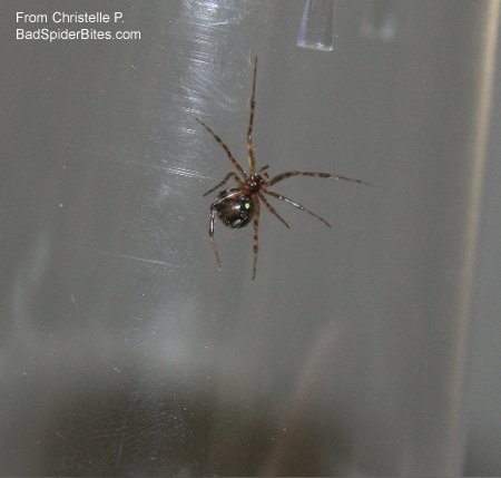 black-brown spider with yellow dot on stomach