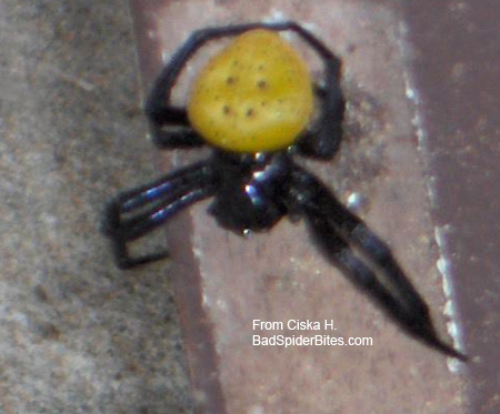 spider