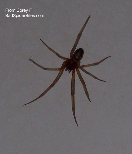 brown spider