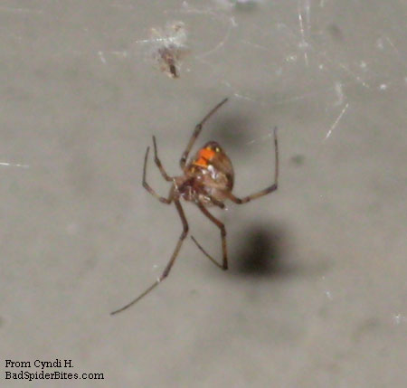 brown widow