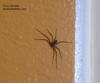 brown recluse