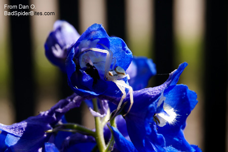 White spider on a blue flower