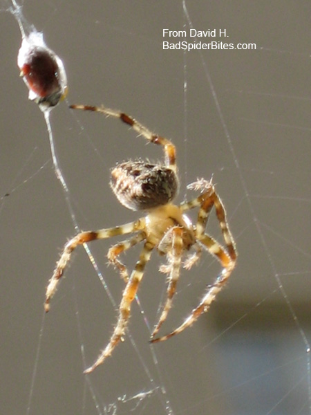 spider