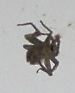 Dead Spider in bathroom