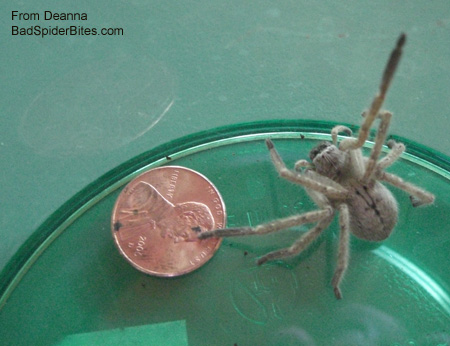 Brownish spider compared to the size of a penny