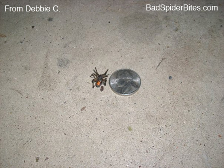 spider