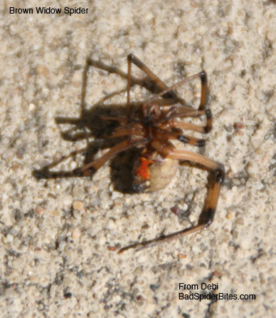 brown widow spider