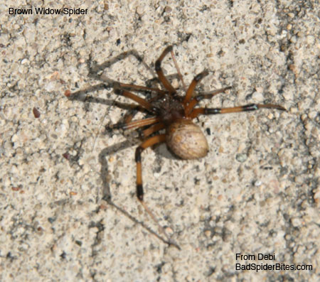 brown widow spider